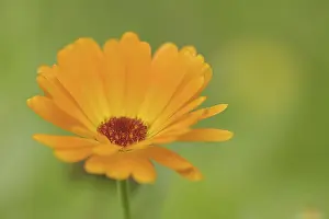 Marigold or garden marigold (Calendula officinalis)