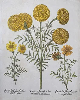 Marigold (Tagetes), hand coloured copper engraving by Basilius Besler