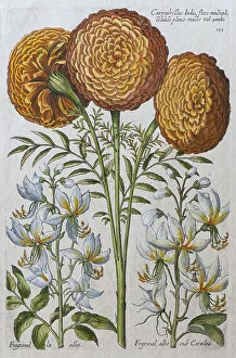 Marigold (Tagetes), hand-coloured copper engraving by Johann Theodor de Bry
