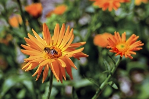 Marigolds (Calendula officinalis) and Western honey bee (Apis mellifera)