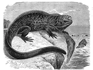 Marine iguana (Amblyrhynchus cristatus)