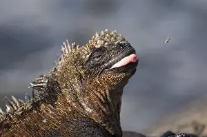Marine Iguana (Amblyrhynchus cristatus)