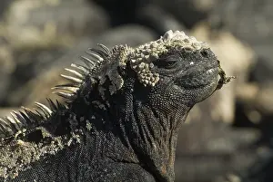 Marine Iguana (Amblyrhynchus cristatus)