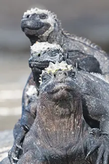 Marine iguana (Amblyrhynchus cristatus) cristatus