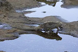 Marine Iguana (Amblyrhynchus cristatus) mertensi