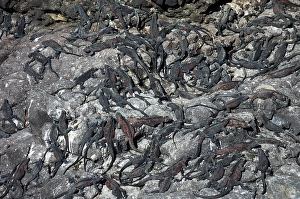 Marine Iguanas (Amblyrhynchus cristatus)