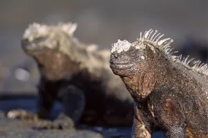 Marine Iguana's (Amblyrhynchus cristatus)