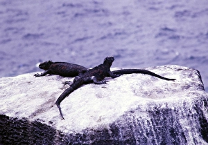 Marine iguanas, Amblyrhynchus Scalloped ribbonfish, Espanola or Hood Island, Galapagos Islands, Ecuador, South America 1974, South America