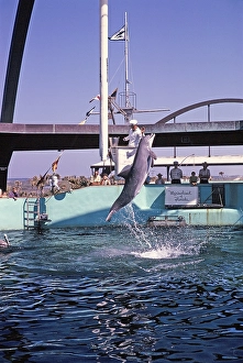 Marineland of Florida Aquarium-Show mit Delfinen, Florida, USA, 1969, North America