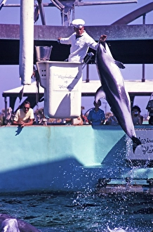 Marineland of Florida Aquarium-Show mit Delfinen, Florida, USA, 1969, North America