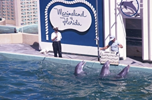 Marineland of Florida Aquarium-Show mit Delfinen, Florida, USA, 1969, North America