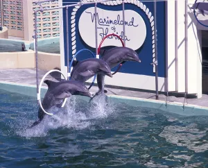 Marineland of Florida Aquarium-Show mit Delfinen, Florida, USA, 1969, North America