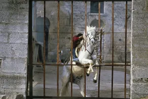 Mario Luraschi Stunt and Horse Show