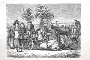 Market wagon with cows as draught animals