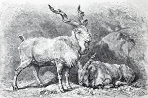 Markhor (Capra falconeri), historical book illustration from the 19th Century