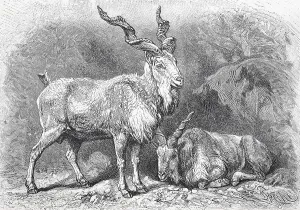 The markhor (Capra falconeri), is a wild goat of Central Asia