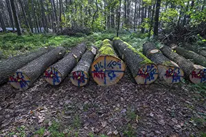 Markings on felled trees, Bavaria, Germany, Europe
