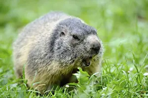 Marmot in green surroundings, looking out and looking attentive