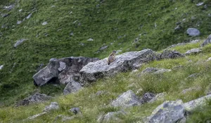 Marmot, Lasoerling Group, Hohe Tauern