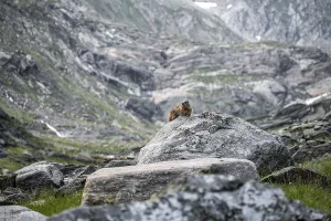 Marmot, Lasoerling Group, Hohe Tauern