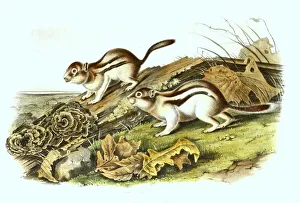 Marmot (Marmota), digitally restored reproduction of an original from the 19th century