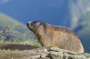 Marmot (Marmota marmota)