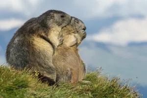 Marmot (Marmota marmota) in the Alps