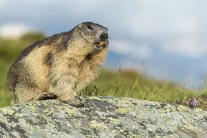 Marmot (Marmota marmota) in the Alps