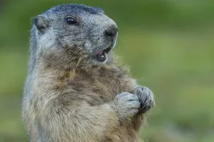 Marmot (Marmota marmota) in the Alps