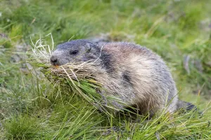 Marmot (Marmota marmota) with nesting material in its mouth