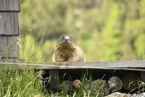 Marmot (Marmota marmota) in the wild on the horse-rider Alm where it lives under the mountain huts