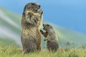 Marmot (Marmota marmota) with young in the Alps
