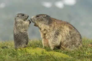 Marmot (Marmota marmota) with young in the Alps
