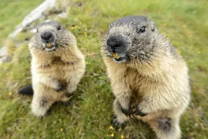 Marmot (Marmota Marmoto), High Tauern National Park