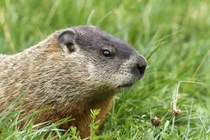 Marmot, Marmota monax, Quebec, Canada