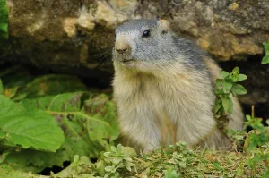 Marmot screens the environment in front of leaving his building
