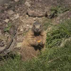 A marmot stands in the grass and looks straight into the camera with a carrot in its paws