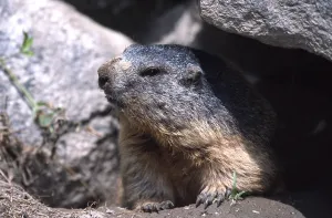 Marmots