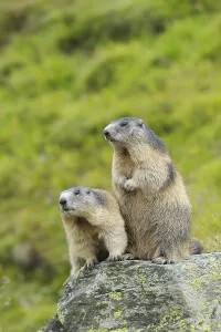 Marmots in Hohe Tauern National Park