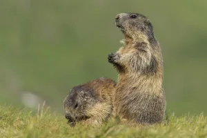 Marmots (Marmota marmota) in the Alps