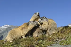 Marmots, Marmota marmota, Hohe Tauern National Park