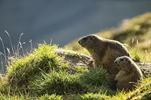 Two marmots (Marmota marmota) at a marmot burrow