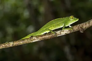 Marojejy chameleon (Calumma marojezense)