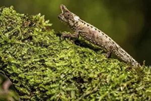 Marojejy Earth Chameleon (Brookesia betschi)