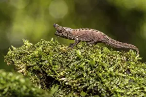 Marojejy Earth Chameleon (Brookesia betschi)