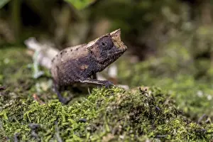 Marojejy leaf chameleon (Brookesia griveaudi)