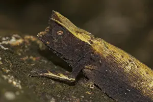Marojejy leaf chameleon (Brookesia griveaudi)