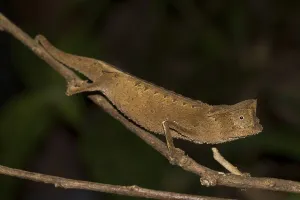 Marojejy leaf chameleon (Brookesia griveaudi) in the rainforest of Marojejy National Park