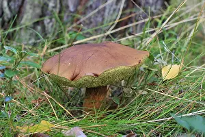 Maronenrohrling, Marone, Boletus (Boletaceae) badius<br> Maronenr?hrling