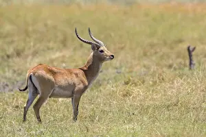 Marsh antelope (Kobus leche), Bwabwata National Park